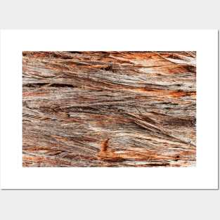 Rustic Orange Stringy Bark Tree Posters and Art